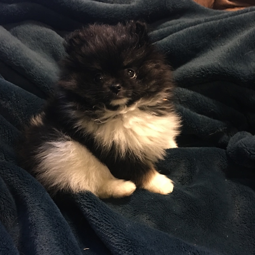 Meet your Posher, Heather